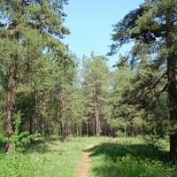 Лес Комсомольского района Тольятти