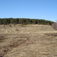 лес между Косогово и Красным Заречьем