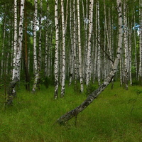 Березовая роща в лесу в полутора километрах от Никиткино