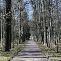 Аллея в парке