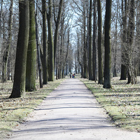 Аллея в парке