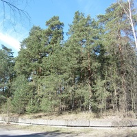 Сосновый Бор, городской парк вдоль ул. Ленинградской
