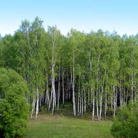 Природа села Староселье