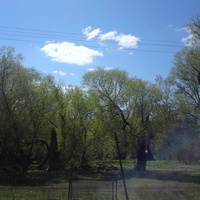 Старый яблоневый сад