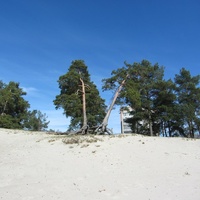 Сосновый Бор, парк "Белые пески"