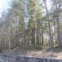 Сосновый Бор, в  городском парке