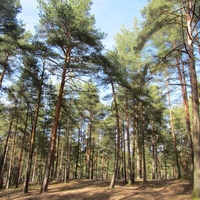 Сосновый Бор, в  городском парке