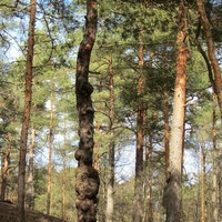 Сосновый Бор, в  городском парке