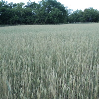 Виноградовские поля с пшеницей