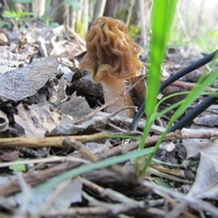 грибы выросли прямо у озера Самро  в кустарнике