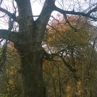 столетнее дерево