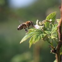 Бджола на малині.