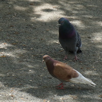 Просто голуби.