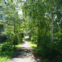 Тротуар.Берёзки.