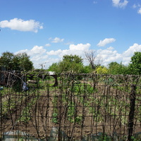 Елшанка ДСО.