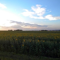 Поле на окраине села Федосеевка Белгородской области