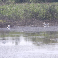 Річка з лебедями на Замості