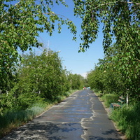 Берёзовая аллея.