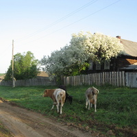 Коровы и яблоня