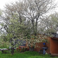 Яблони в цвету 2015