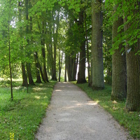 Одна из липовых аллей в парке усадьбы Петровское