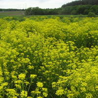 Жёлтое покрывало травы Сергейбуса