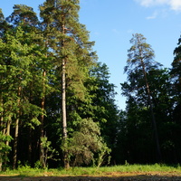 Квартал Дубки