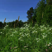 Павловский парк
