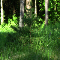 Павловский парк