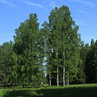 Павловский парк