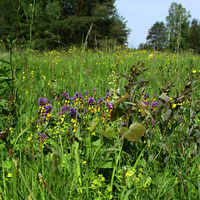 Павловский парк