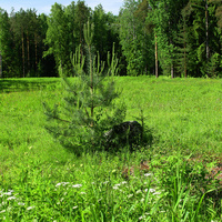 Павловский парк