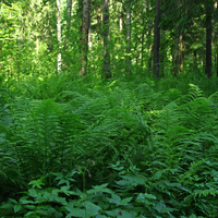 Павловский парк