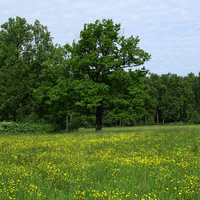 Павловский парк