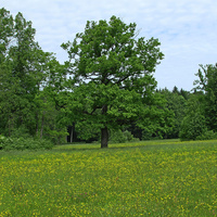 Павловский парк