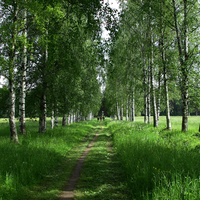 Аллея берез