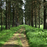 Еловая аллея