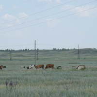 Стадо коров.