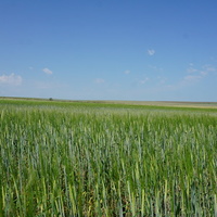 Оренбургские степи.Хлебные поля.