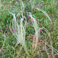 Цветы и травы Судака.
