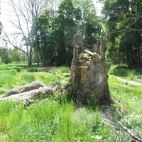Смердовицы, заросший усадебный парк Тизенгаузена