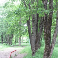 Большая Пустомержа, парк усадьбы Веймарнов