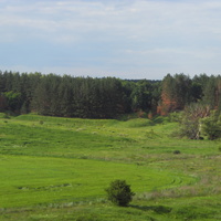 Берёзовец. Хвойная лесополоса