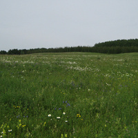 Алтаевское поле