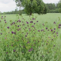 Ликовское , овсяное поле