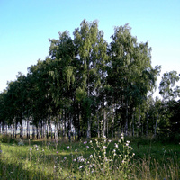 Природа на территории Белогорского мужского монастыря