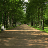 Березовая аллея