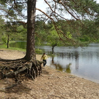 Знаменитая сосна с размытыми корнями на озере Чистом