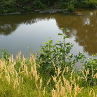 Река Самара в августе
