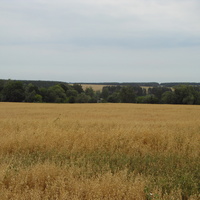 Жёлтое поле овса